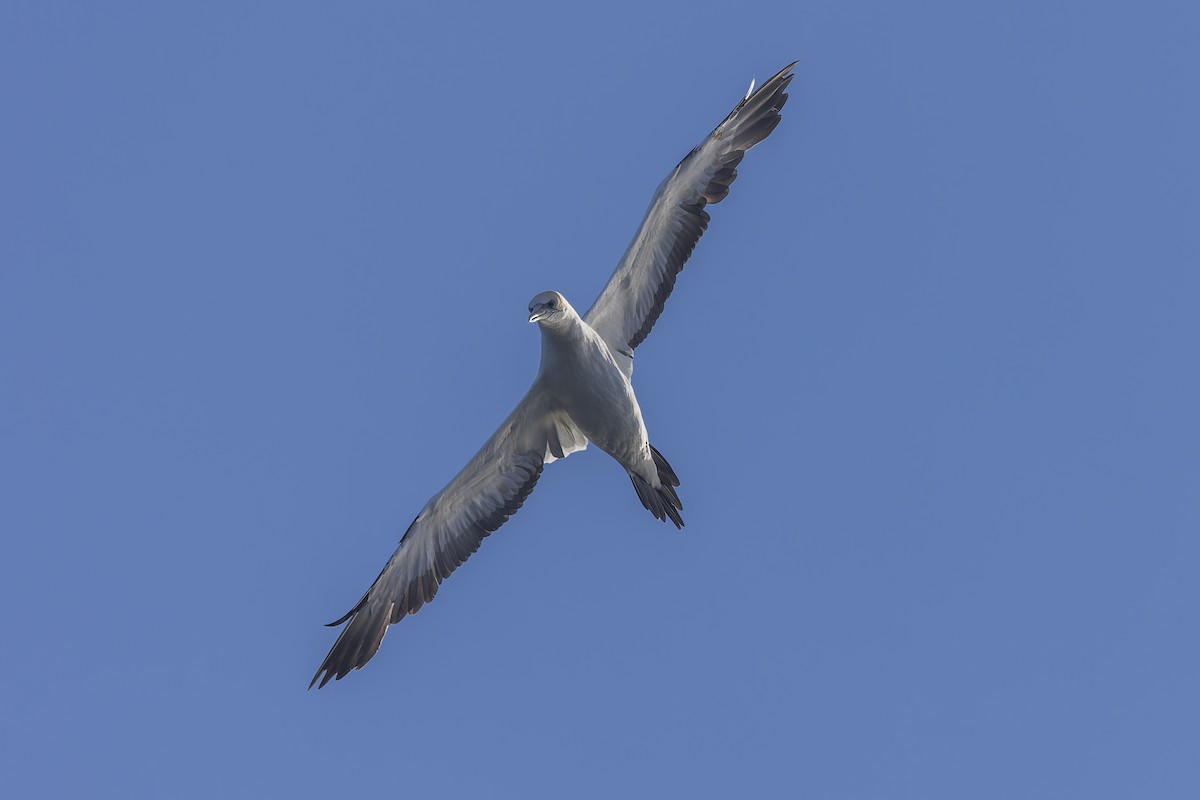 Australasian Gannet - Dana Cameron