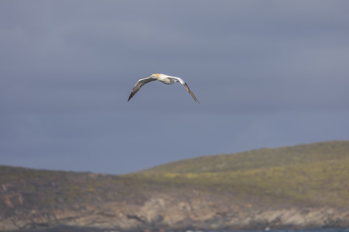 Australasian Gannet - Dana Cameron