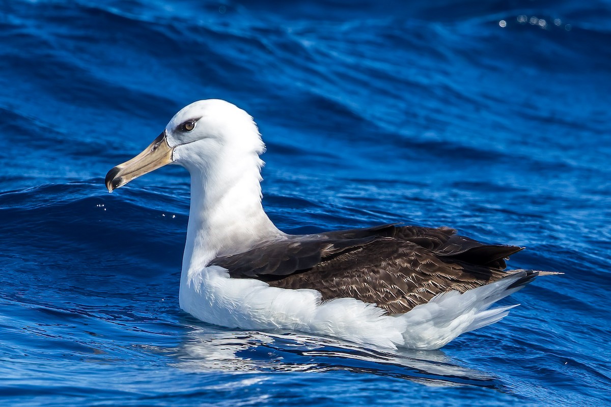 Black-browed Albatross (Campbell) - Stephanie Owen