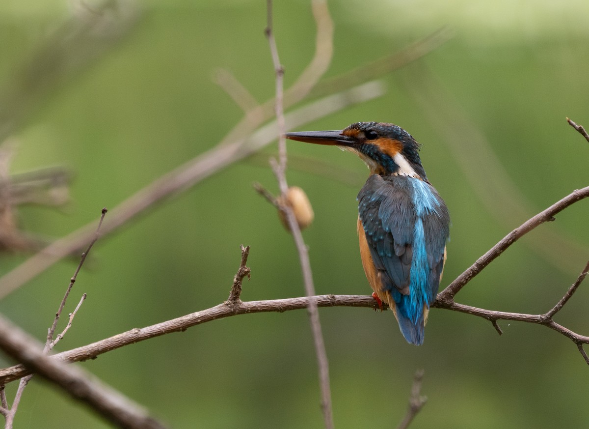 Common Kingfisher - Liu JYUN-FU