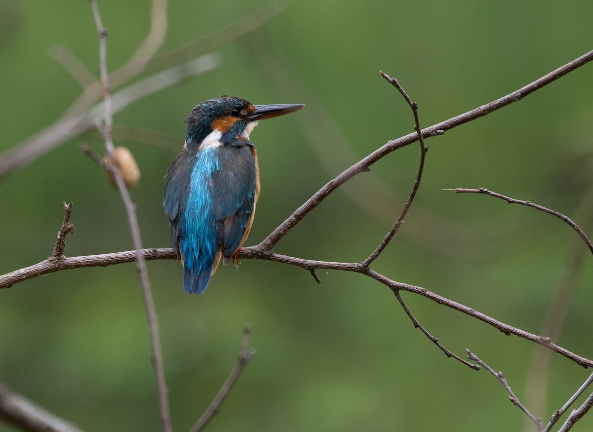 Common Kingfisher - Liu JYUN-FU