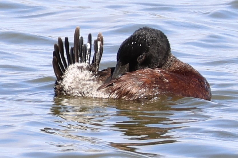 Blue-billed Duck - Terry O’Connor