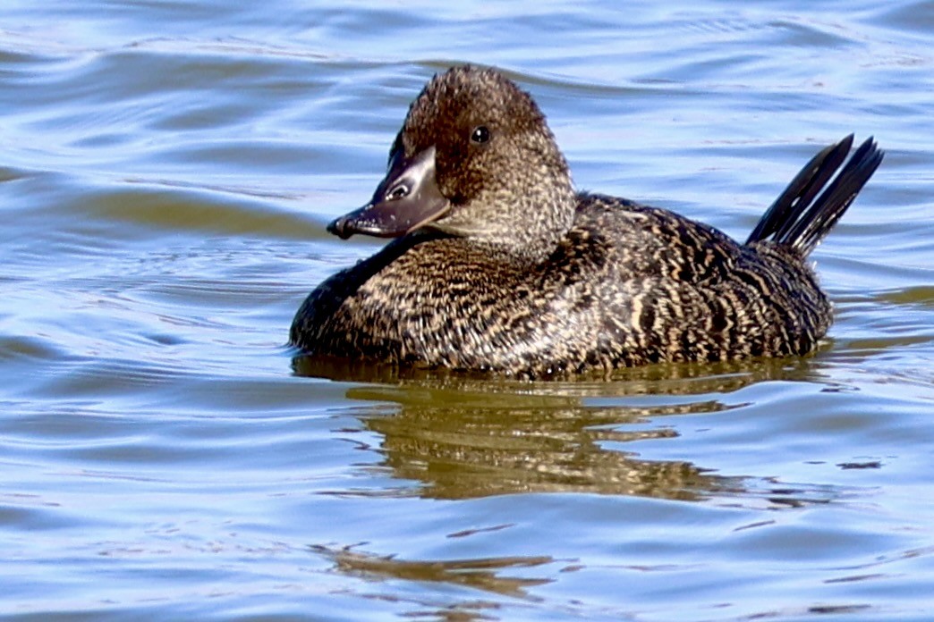 Blue-billed Duck - Terry O’Connor