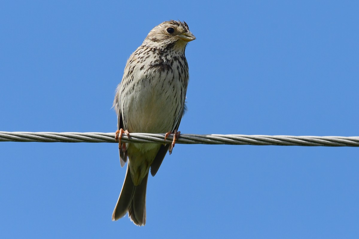 Corn Bunting - Igor Długosz