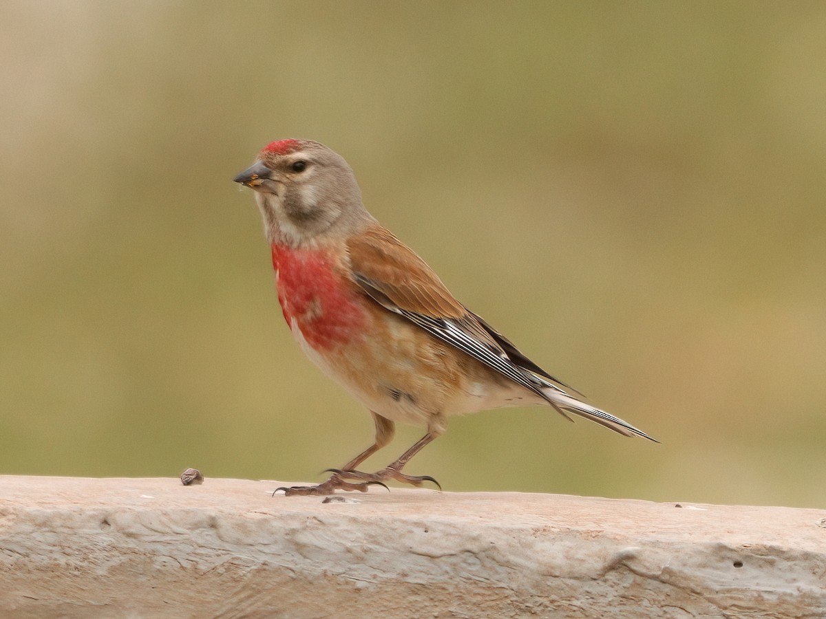 Eurasian Linnet - ML619610655