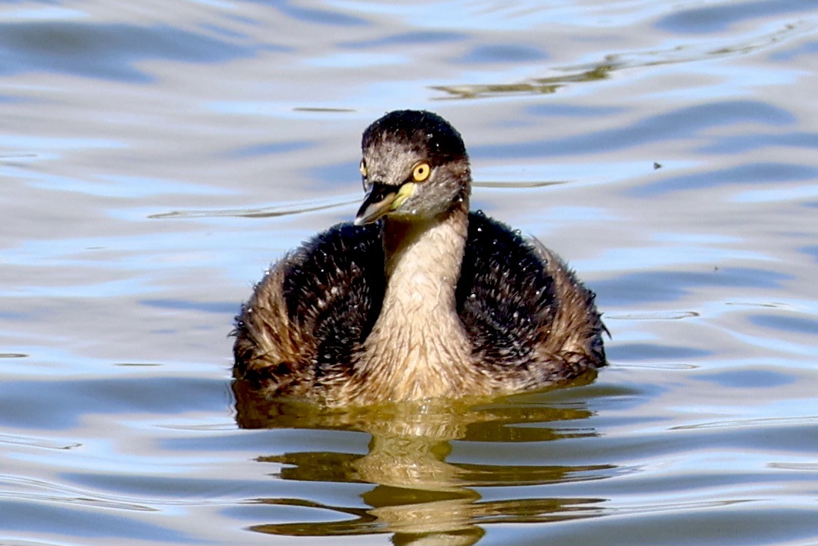 Australasian Grebe - ML619610658