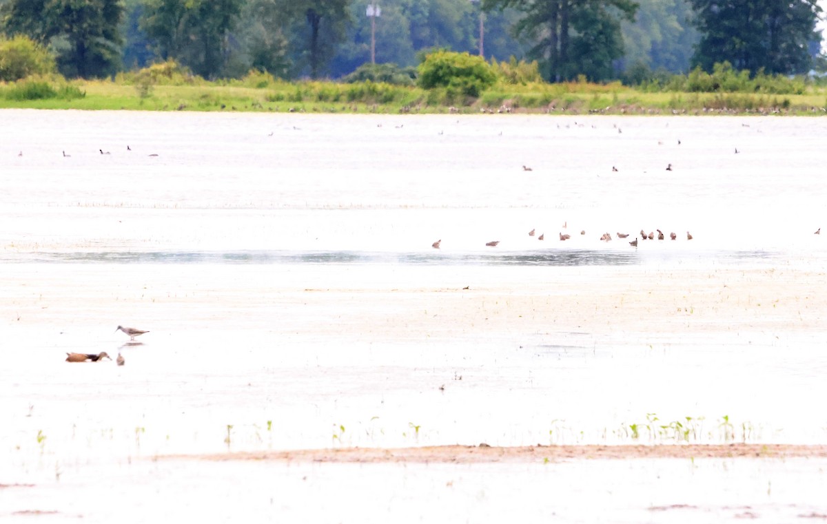 shorebird sp. - Sarah Morris