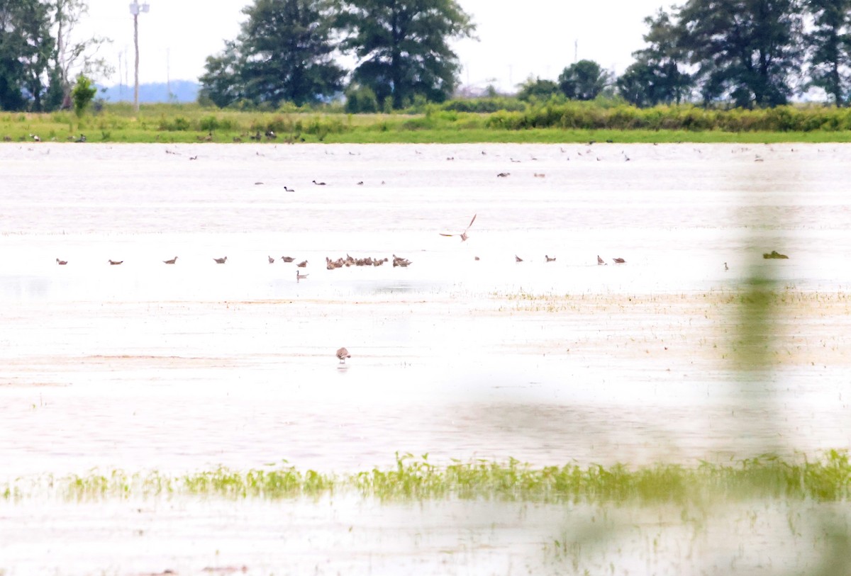 shorebird sp. - Sarah Morris