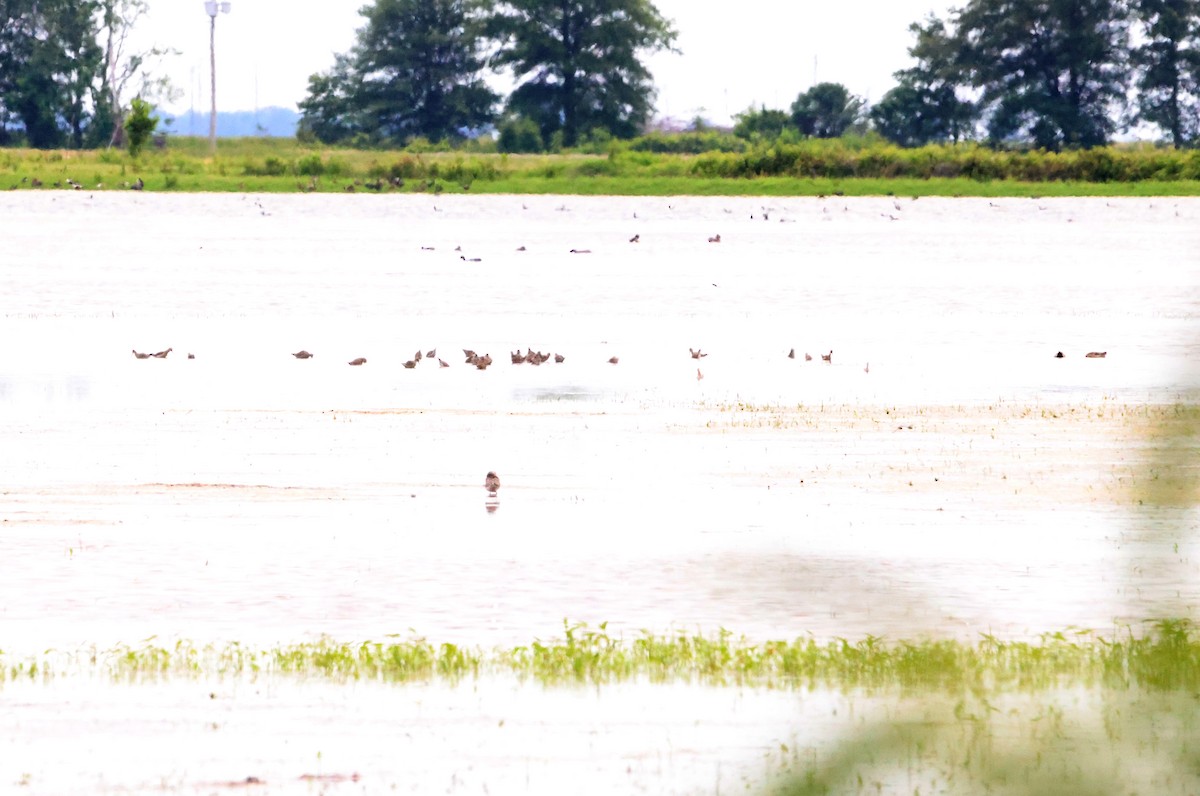 shorebird sp. - Sarah Morris