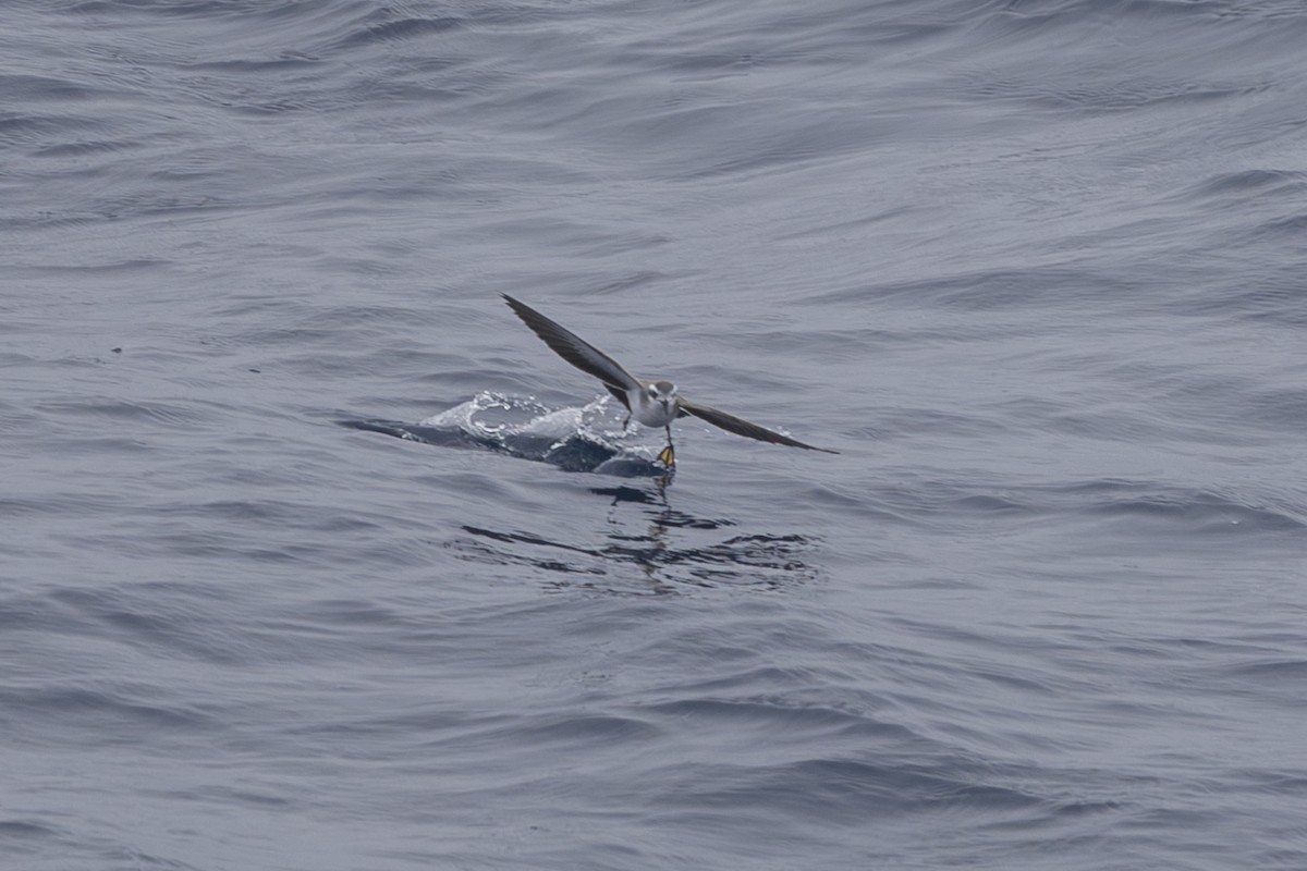 White-faced Storm-Petrel - Dana Cameron