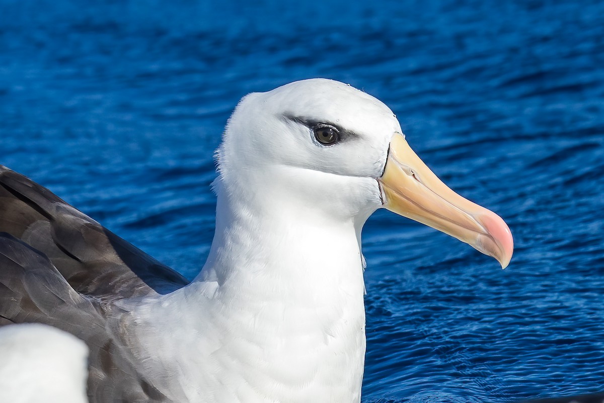 Black-browed Albatross - Stephanie Owen