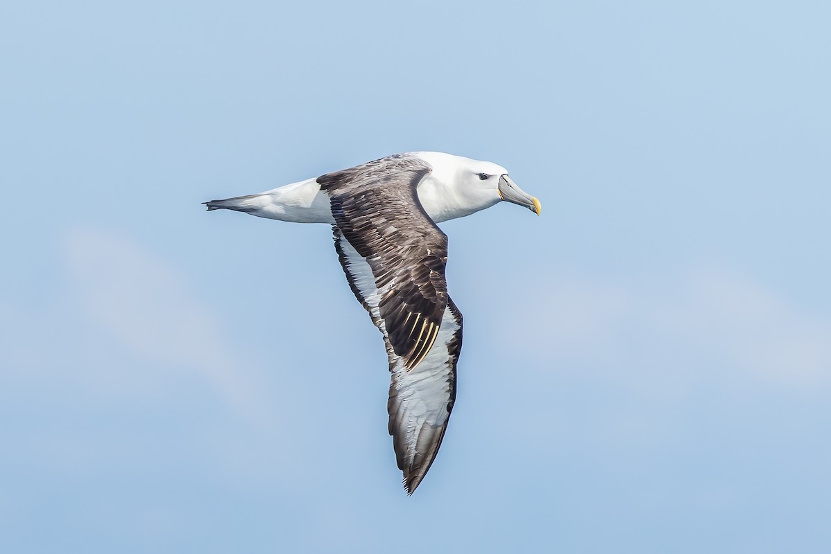 White-capped Albatross - Stephanie Owen