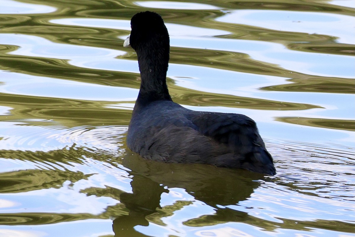 Eurasian Coot - ML619610680