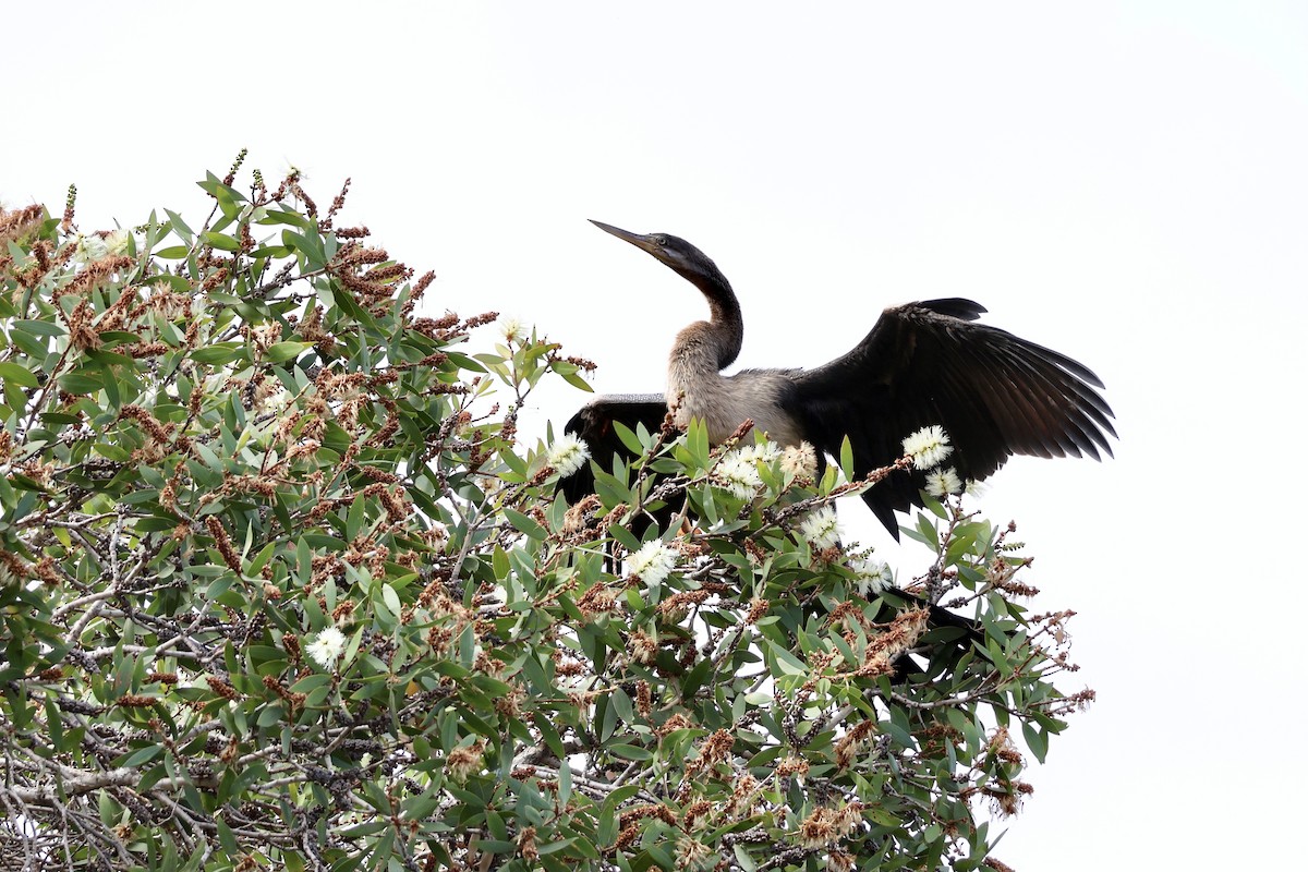 anhinga australská - ML619610682