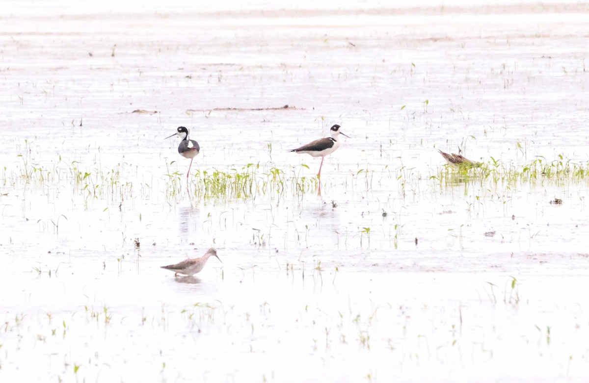 Black-necked Stilt - Sarah Morris