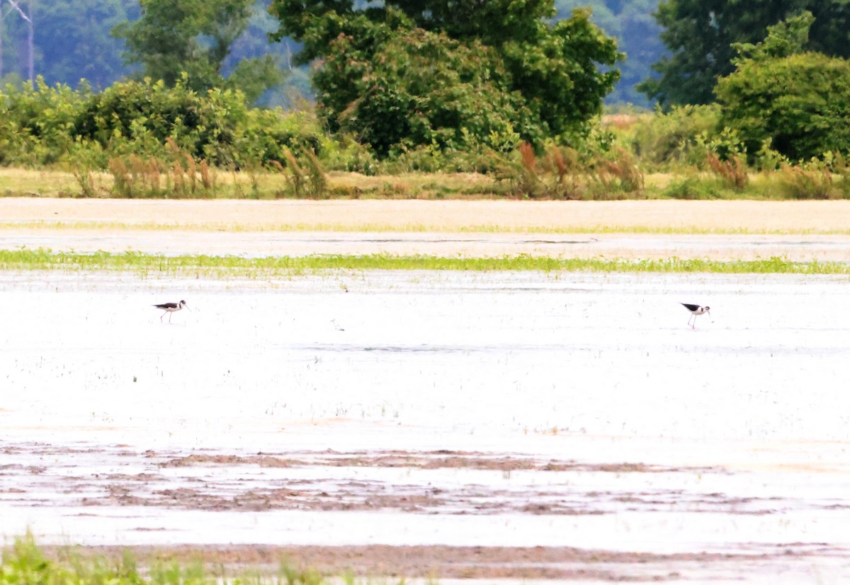 Black-necked Stilt - Sarah Morris