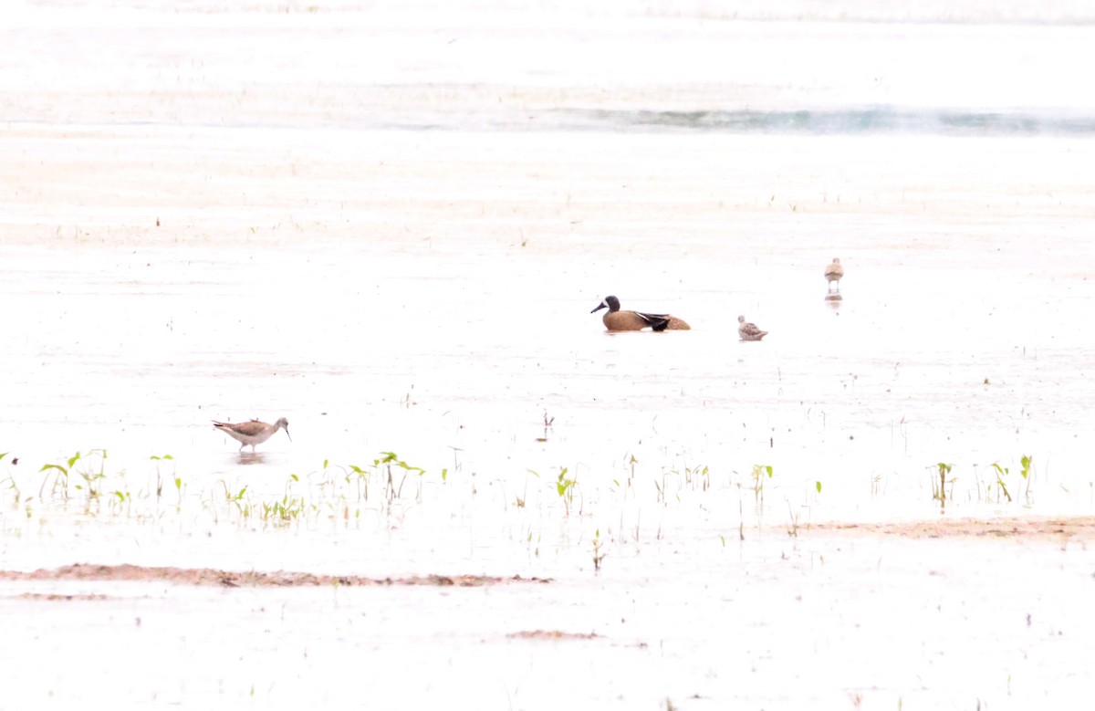 Blue-winged Teal - Sarah Morris