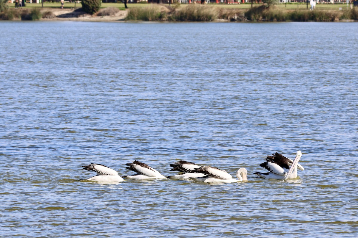 Australian Pelican - ML619610692