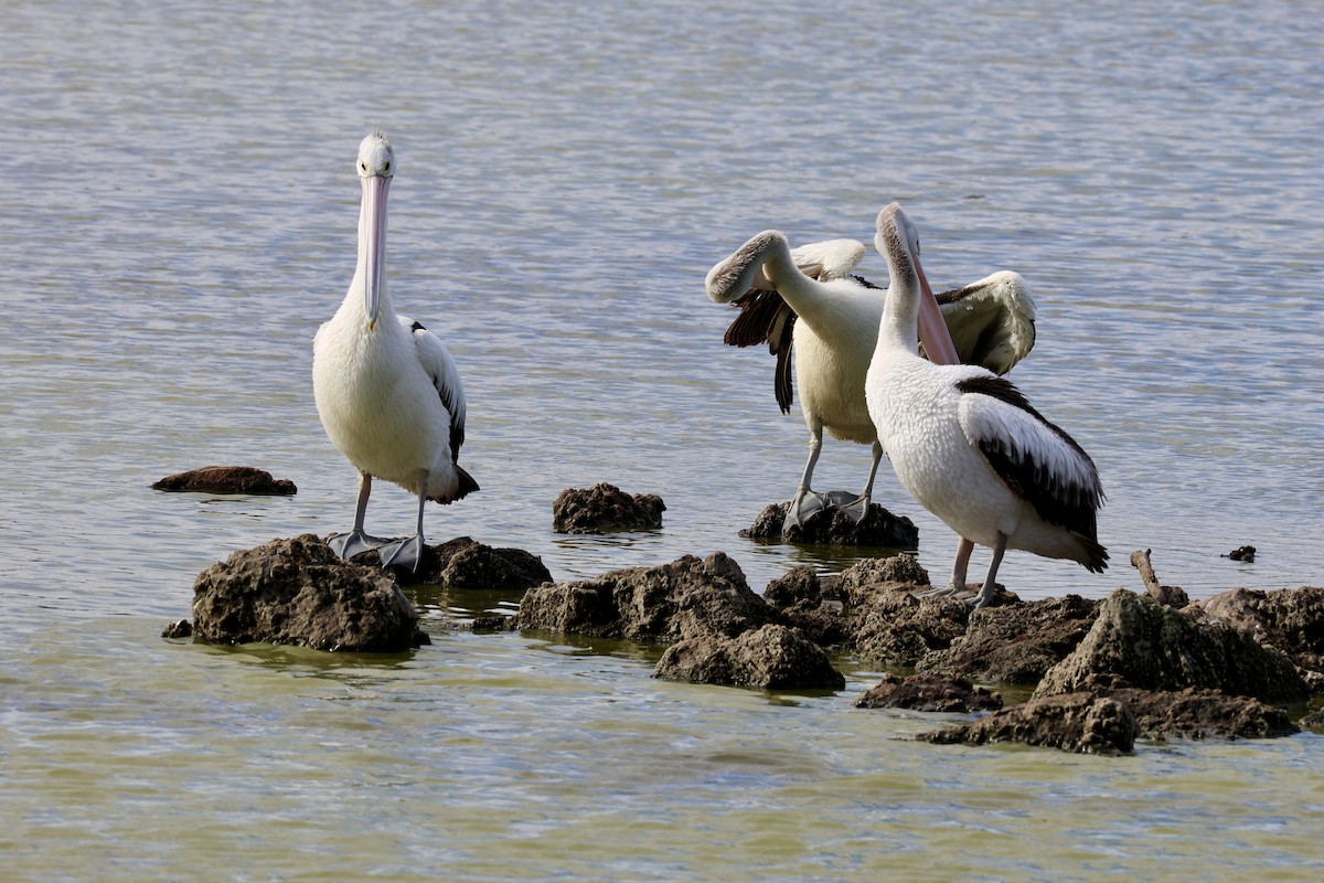 Australian Pelican - ML619610693