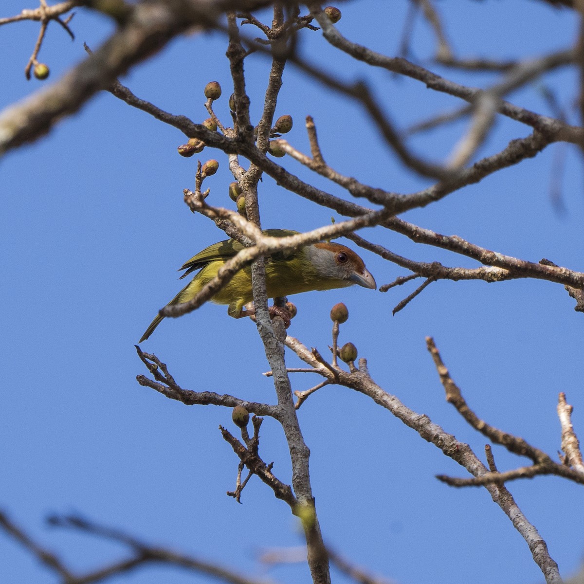 Rufous-browed Peppershrike - Bruno  Silva