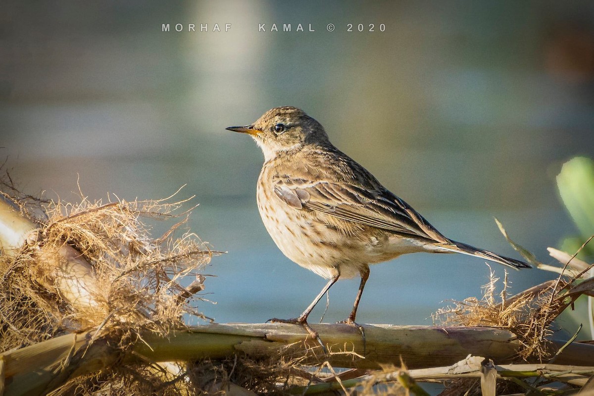 Water Pipit - Morhaf Kamal