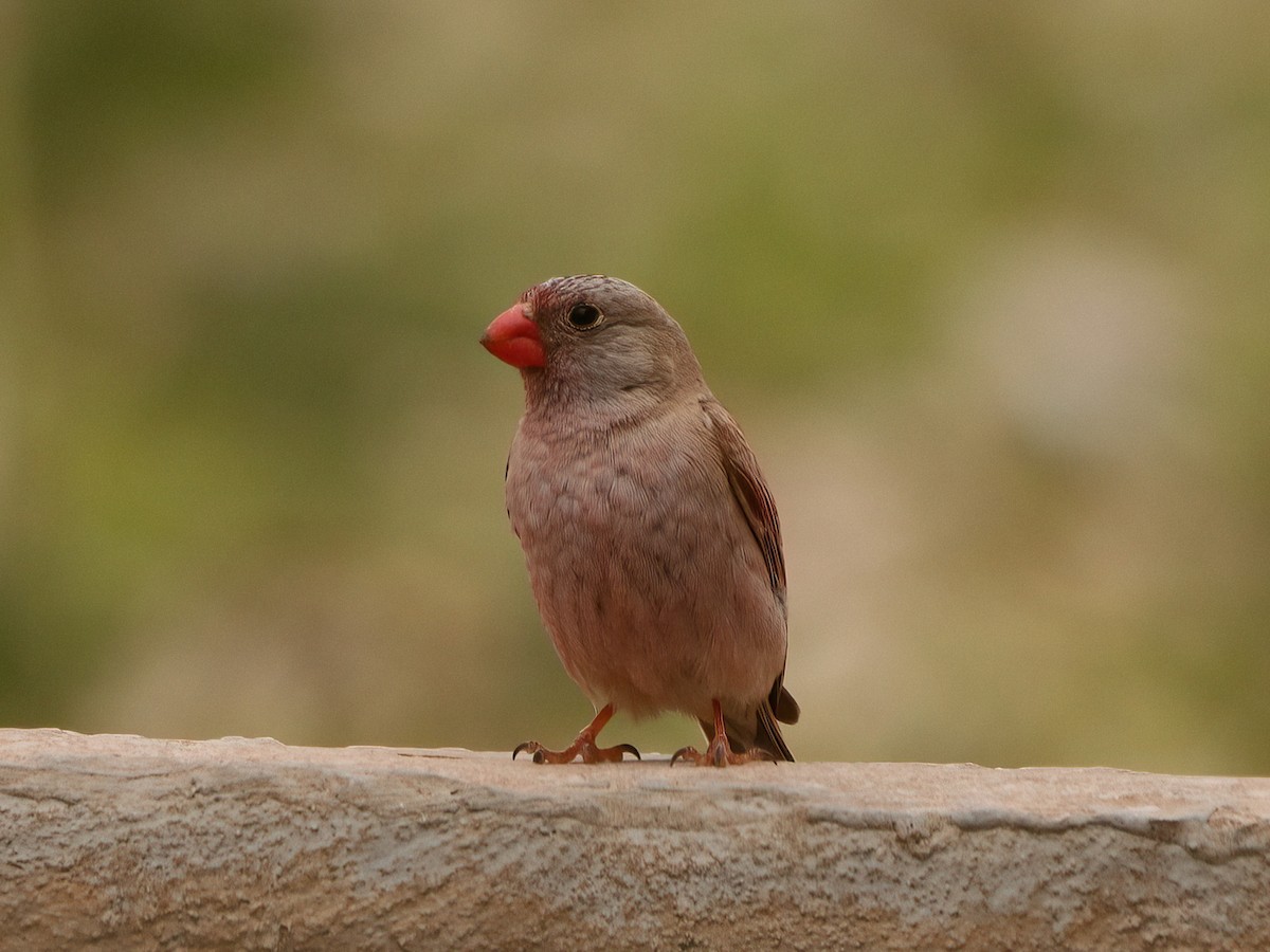 Trumpeter Finch - Andrew Pryce