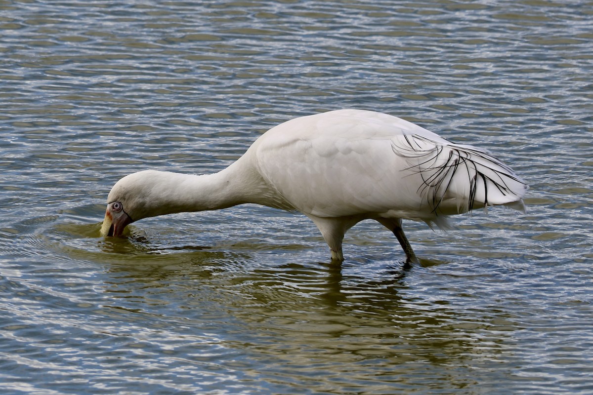 Yellow-billed Spoonbill - ML619610699