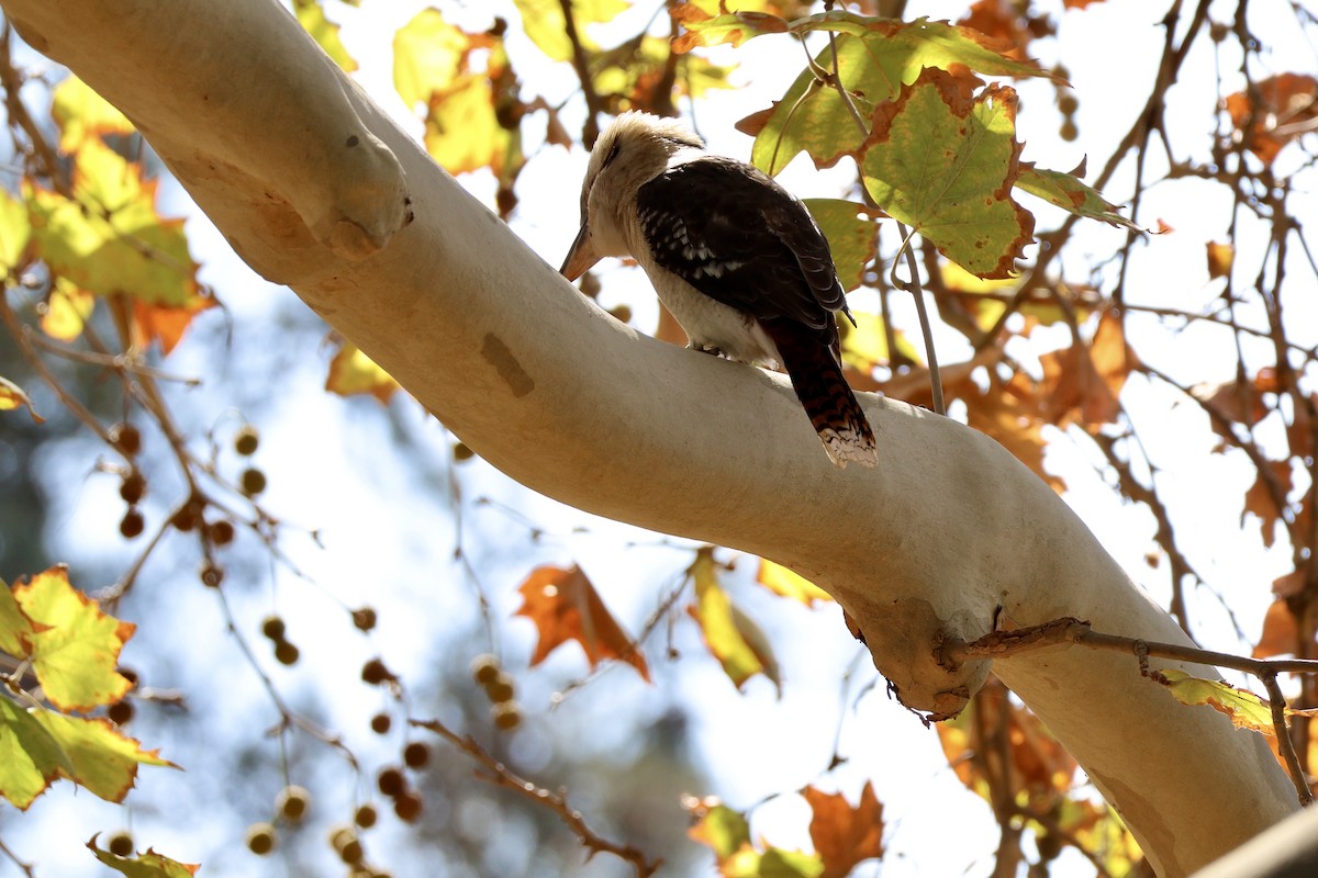 Laughing Kookaburra - ML619610704