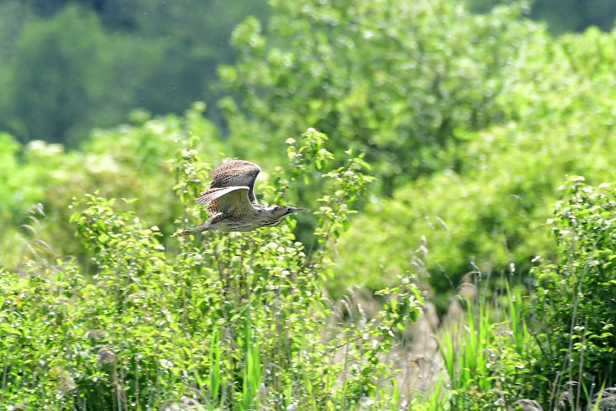 Great Bittern - Igor Długosz