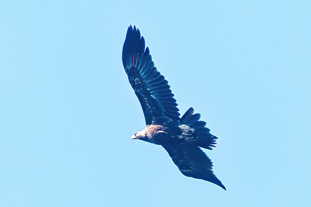 Wedge-tailed Eagle - Alfons  Lawen