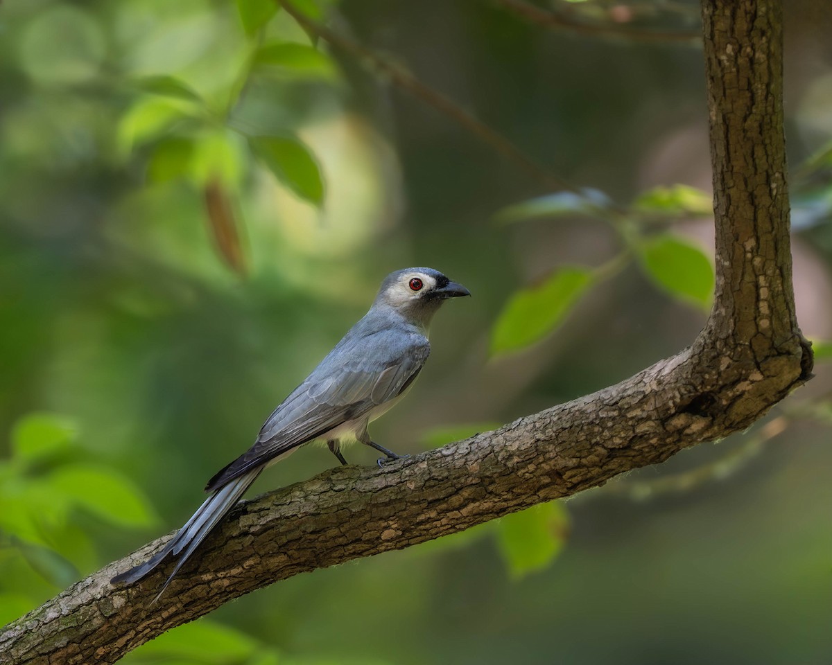 Ashy Drongo - Falk Wirsam