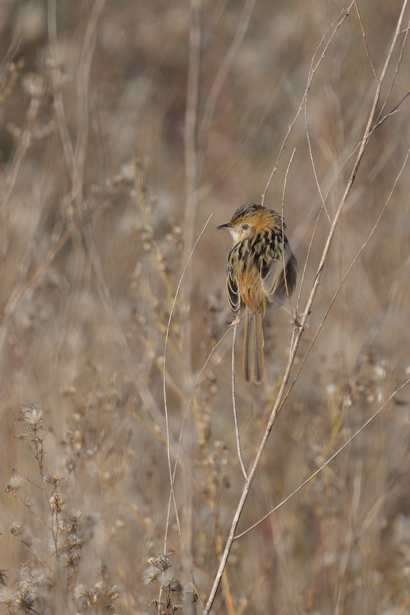 Golden-headed Cisticola - ML619610722