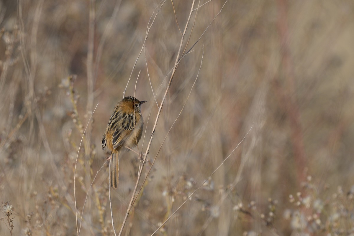 Golden-headed Cisticola - ML619610723