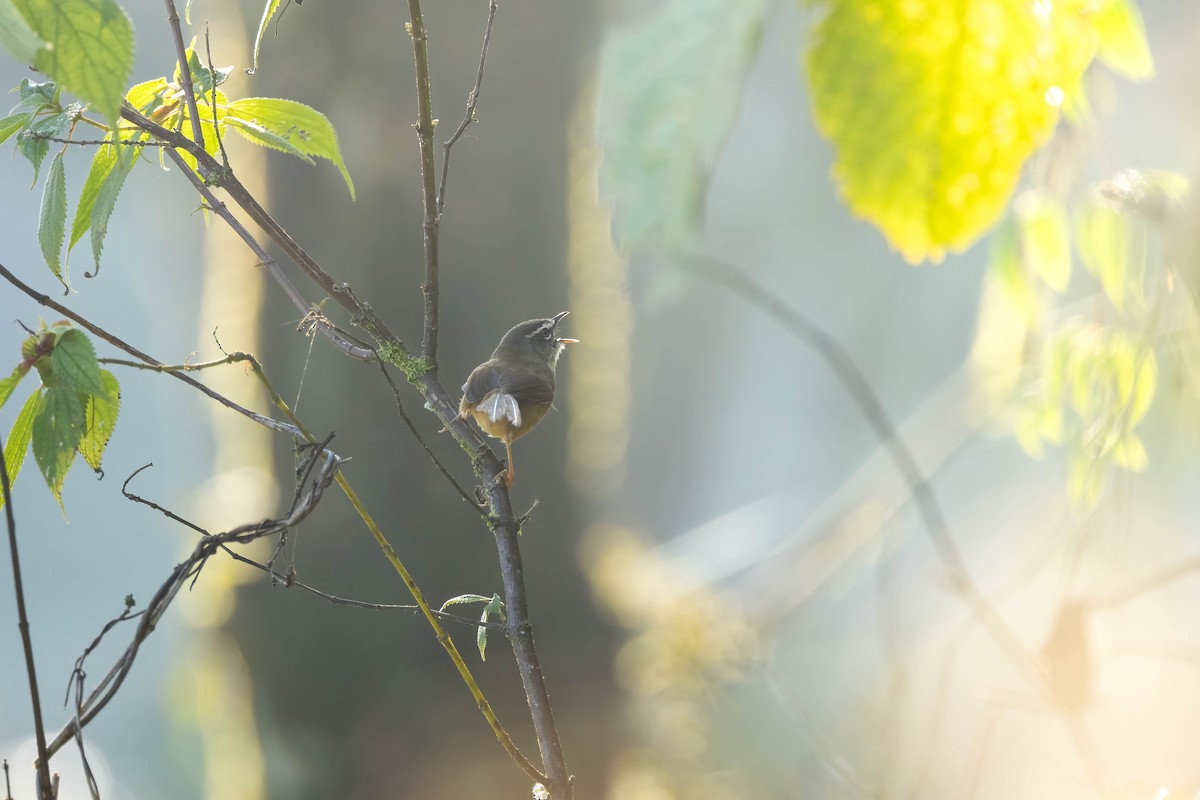 Prinia à sourcils - ML619610730