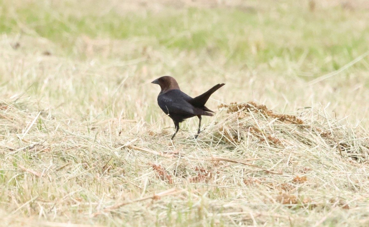 Brown-headed Cowbird - Sarah Morris