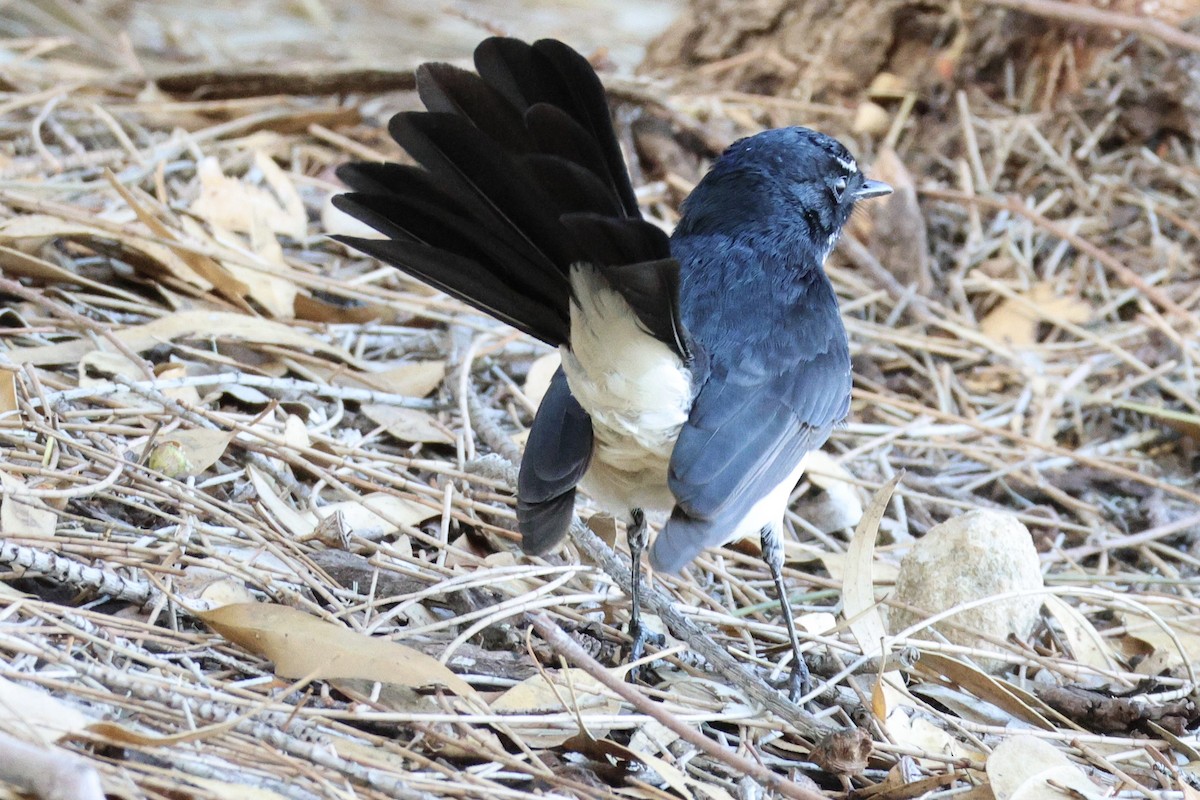 Willie-wagtail - Terry O’Connor