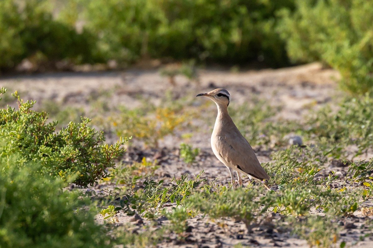 Cream-colored Courser - Nikos Mavris