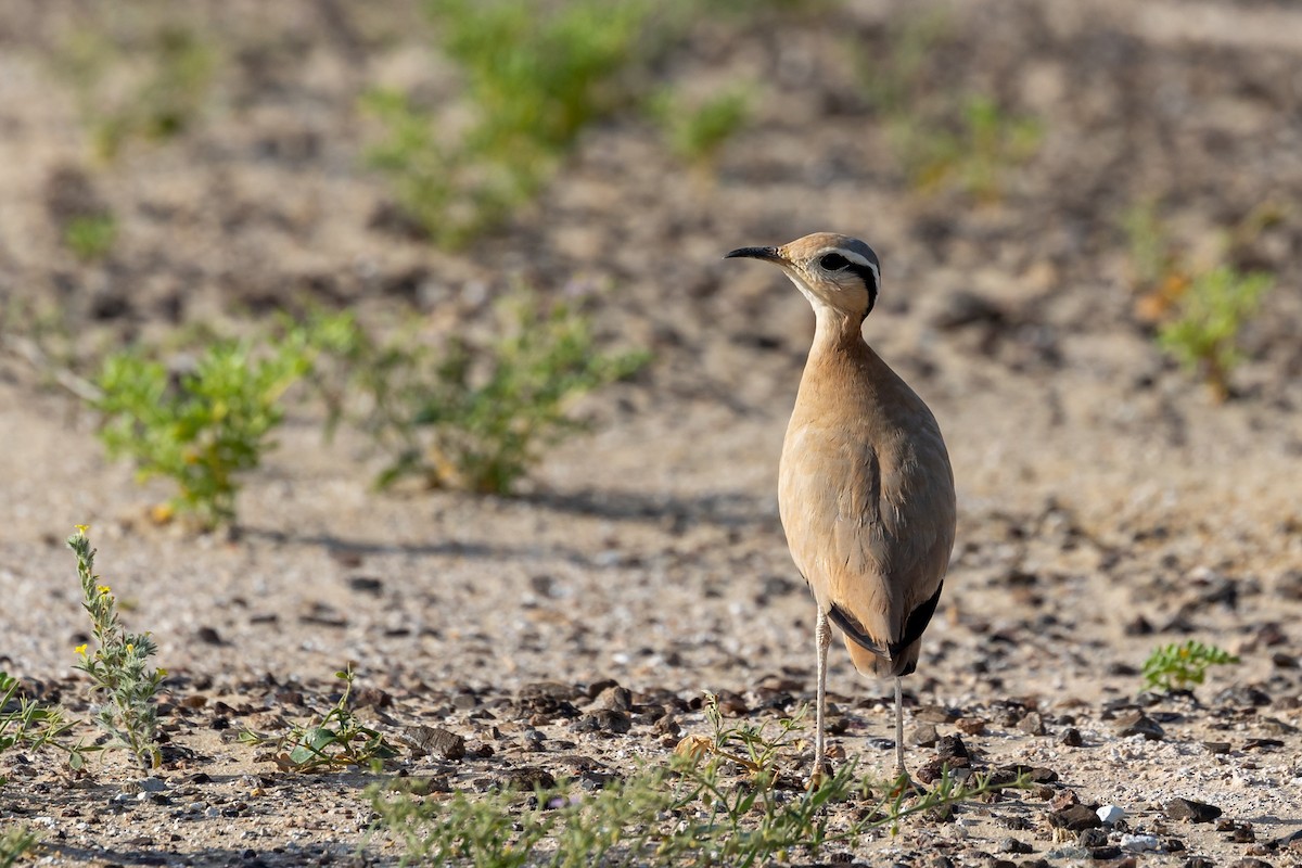 Cream-colored Courser - Nikos Mavris