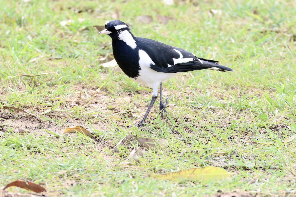 Magpie-lark - Terry O’Connor