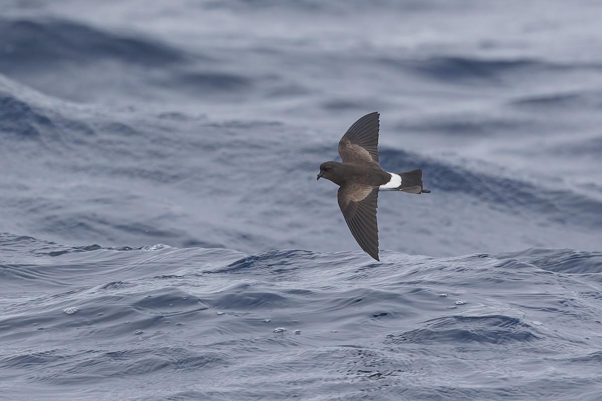 Wilson's Storm-Petrel - Dana Cameron