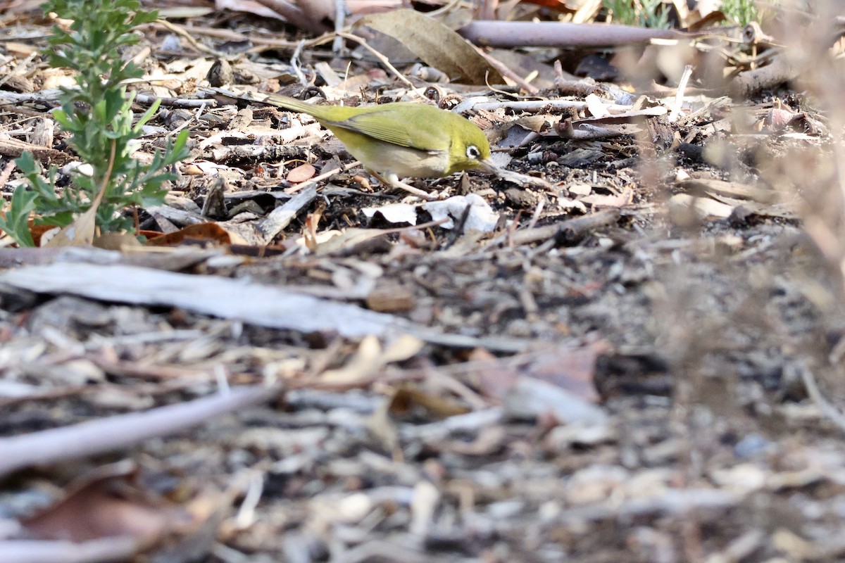 Silvereye - Terry O’Connor