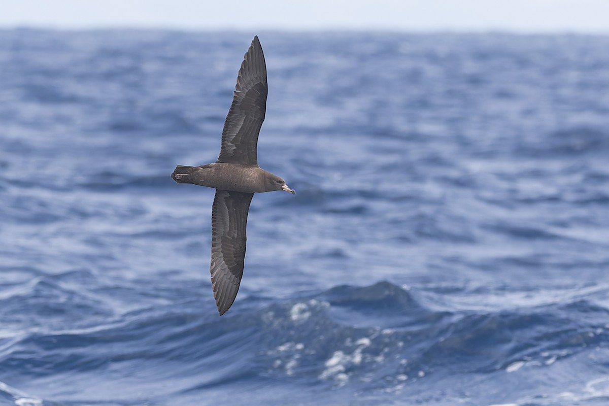 Flesh-footed Shearwater - ML619610743