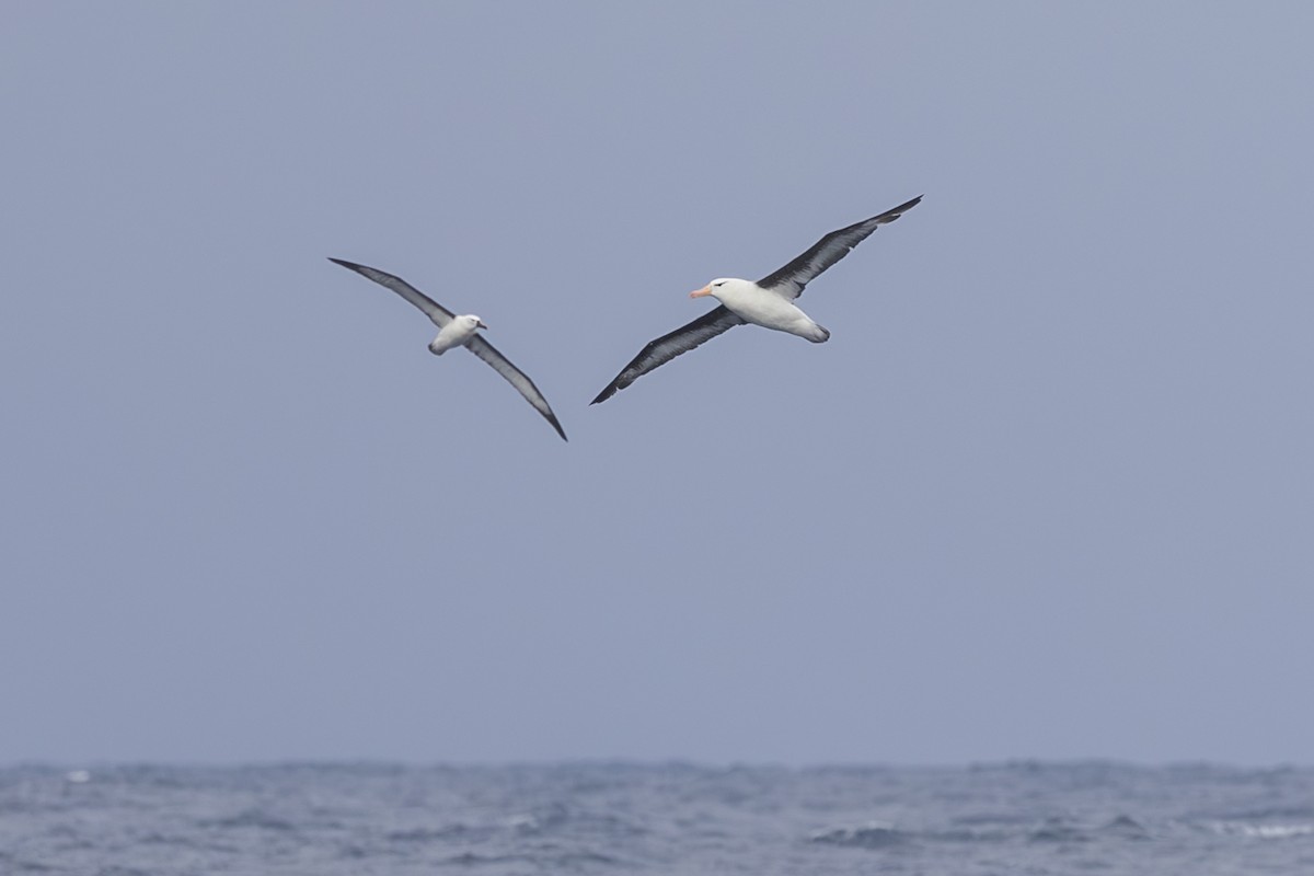 Black-browed Albatross - Dana Cameron