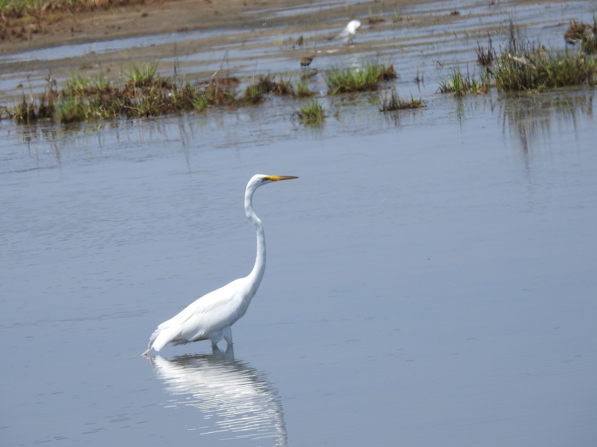 Great Egret - ML619610748