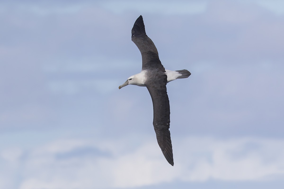 White-capped Albatross - Dana Cameron