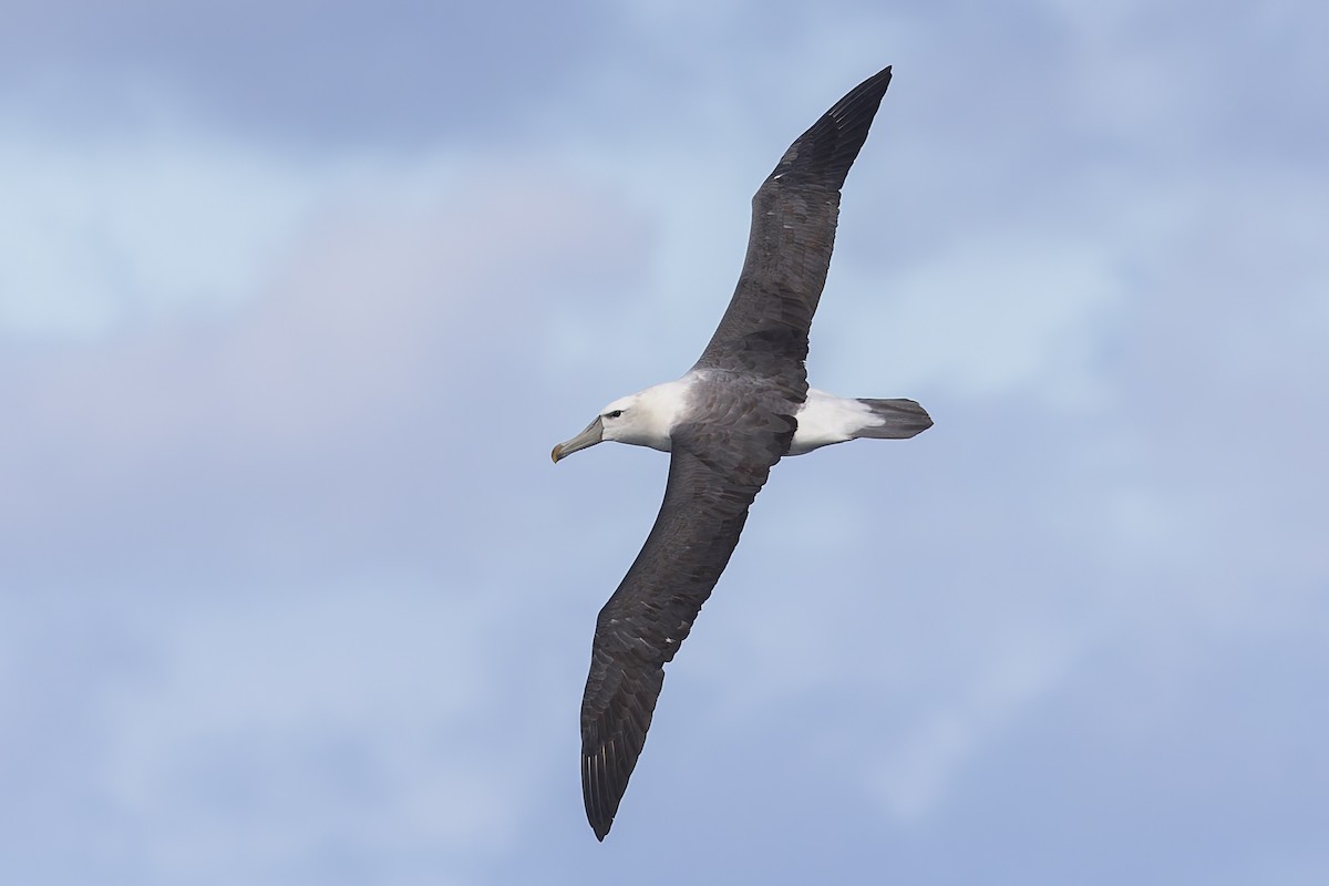 White-capped Albatross - Dana Cameron