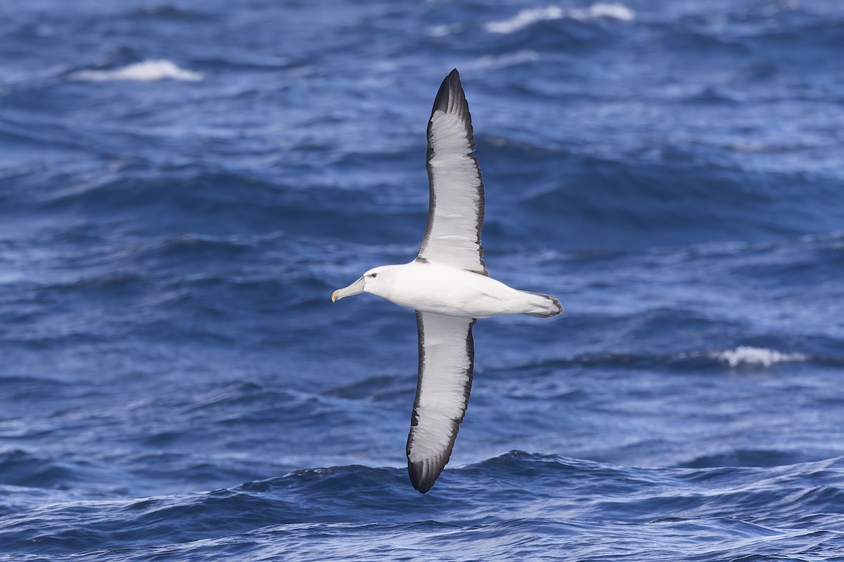 White-capped Albatross - Dana Cameron