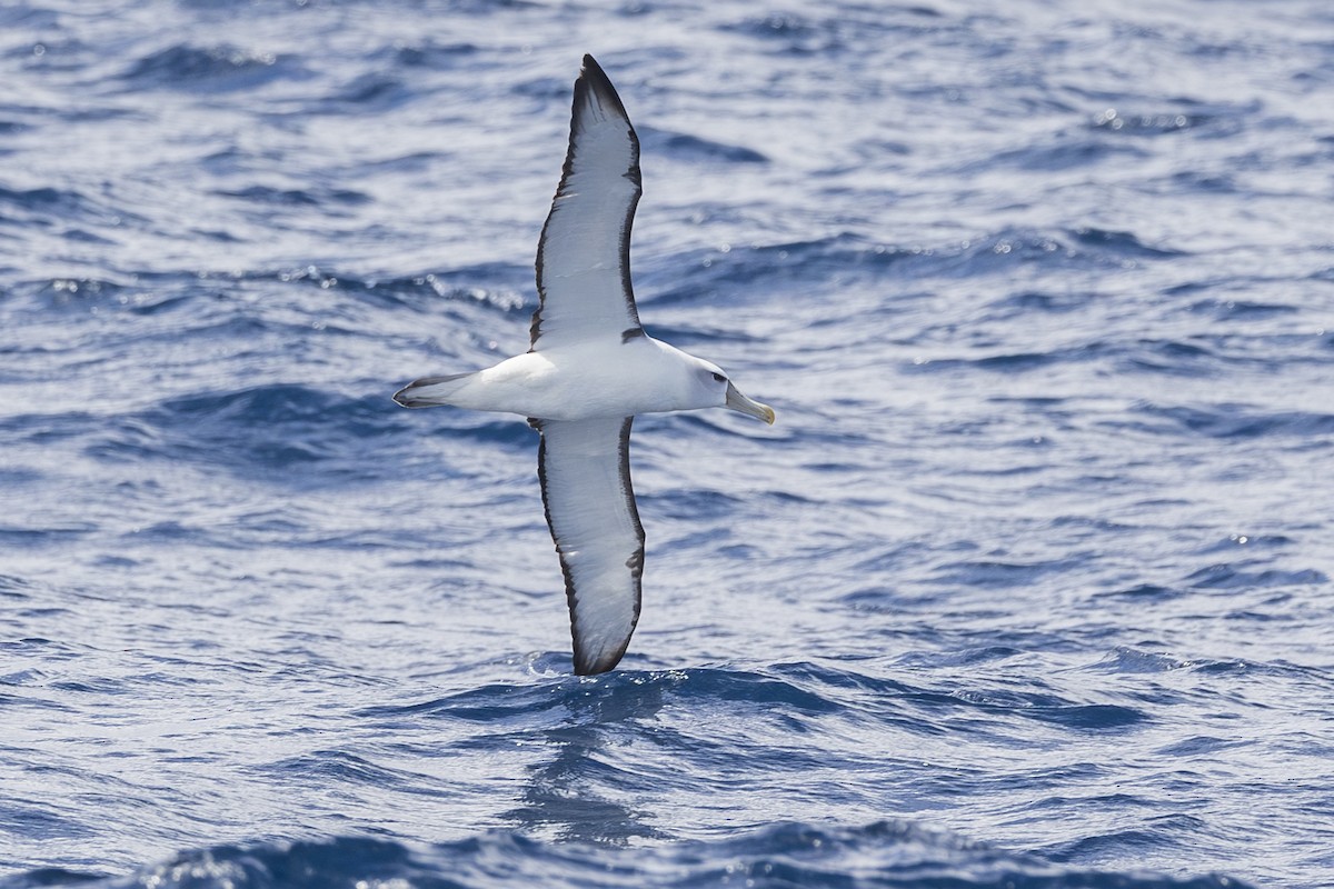 White-capped Albatross - Dana Cameron