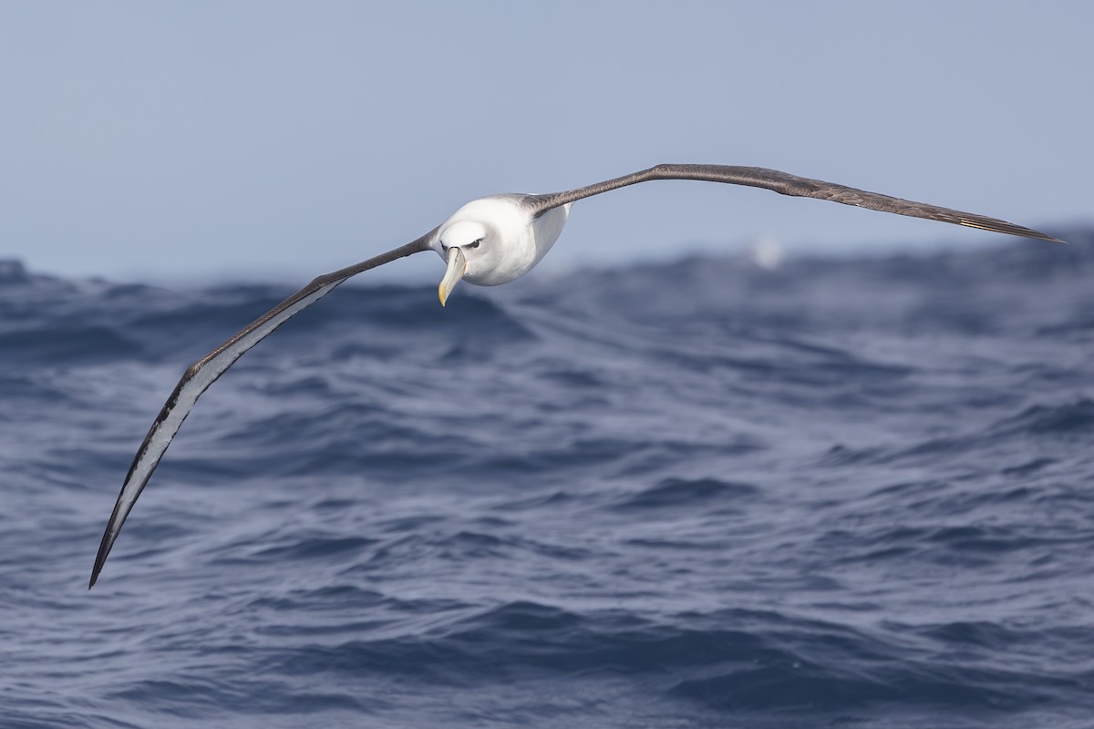 White-capped Albatross - Dana Cameron
