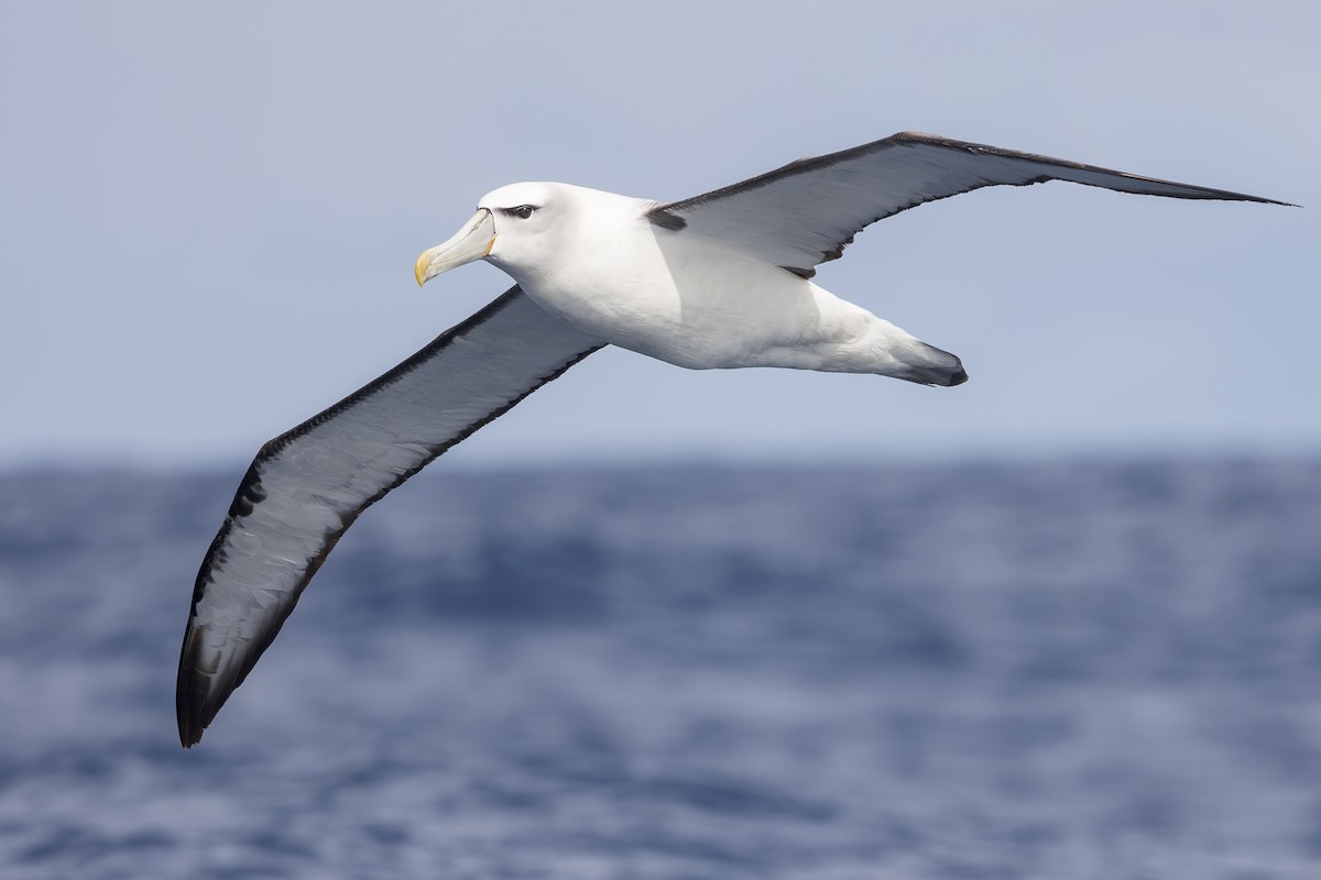 White-capped Albatross - Dana Cameron